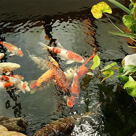 Szálloda Gartenhotel Hunsrucker Fass Kempfeld